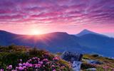 depositphotos_23418410-stock-photo-pink-flowers-in-the-mountains
